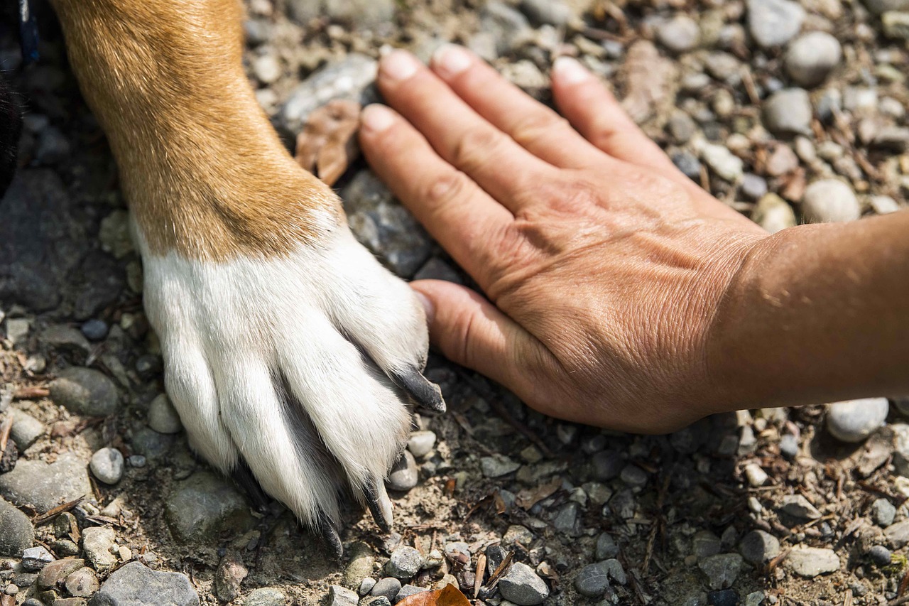 How to Teach Your Dog to Balance Treats on Their Nose